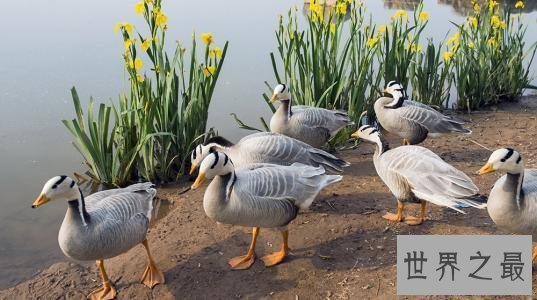 【图】斑头雁——努力于飞的最高的鸟