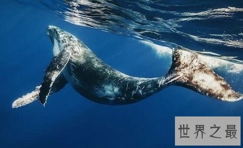 【图】与咱们生存在同一家园的同伴，怎样能让它们成