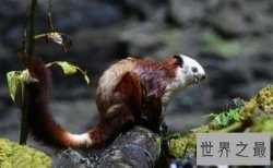【图】与我们生活在同一家园的伙伴，怎么能让它们成