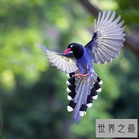 【图】与咱们生存在同一家园的同伴，怎样能让它们成