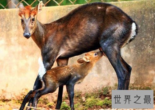 【图】与咱们生存在同一家园的同伴，怎样能让它们成