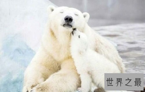 【图】与咱们生存在同一家园的同伴，怎样能让它们成