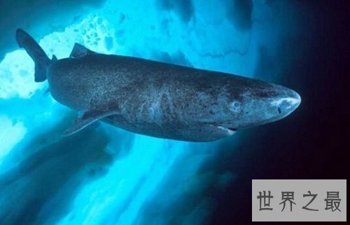 【图】与咱们生存在同一家园的同伴，怎样能让它们成