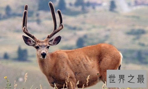 【图】与咱们生存在同一家园的同伴，怎样能让它们成