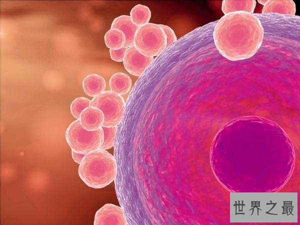 【图】人体最大的细胞，女性卵细胞200微米(肉眼能看见