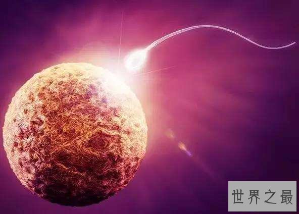 【图】人体最大的细胞，女性卵细胞200微米(肉眼能看见