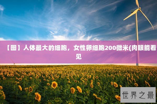 【图】人体最大的细胞，女性卵细胞200微米(肉眼能看见