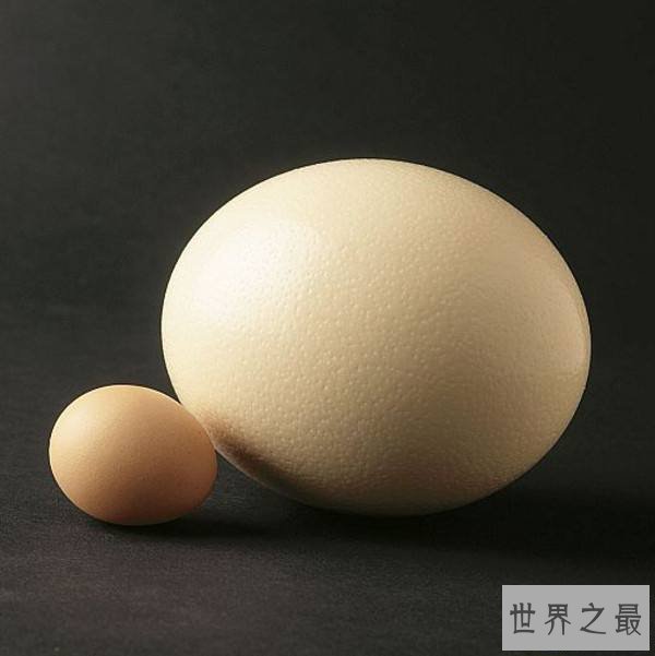 【图】人体最大的细胞，女性卵细胞200微米(肉眼能看见