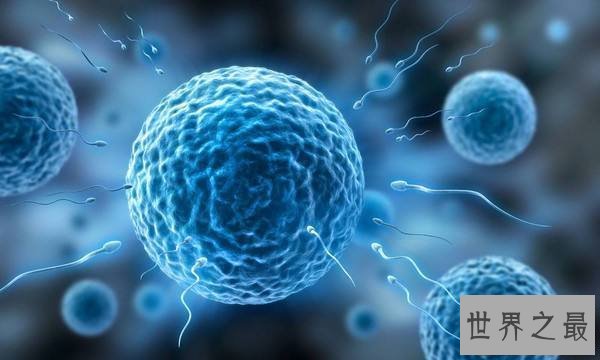 【图】人体最大的细胞，女性卵细胞200微米(肉眼能看见