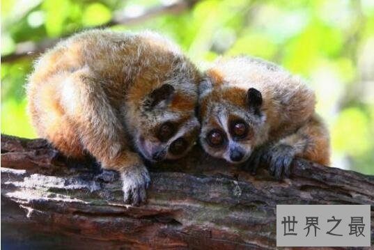 【图】世界惟逐一种毒猴蜂猴，长相萌萌哒却无奈成为