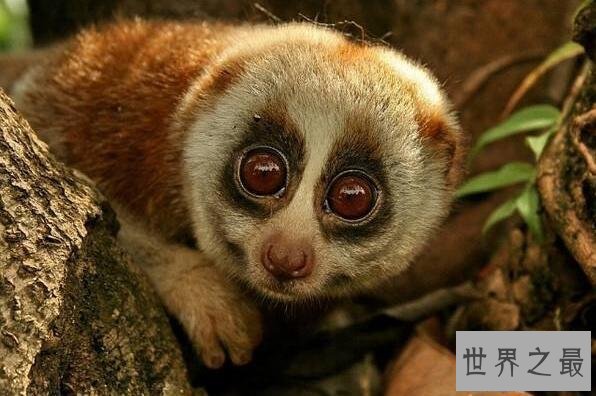 【图】世界惟逐一种毒猴蜂猴，长相萌萌哒却无奈成为