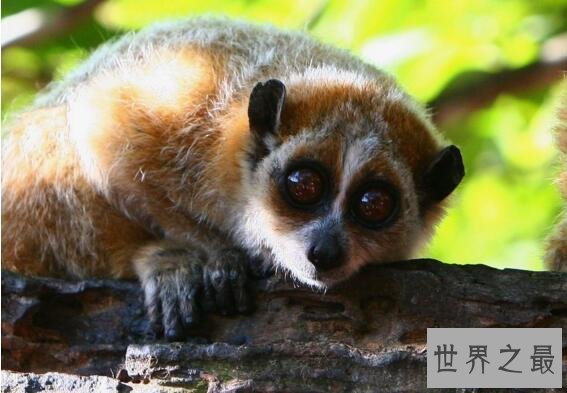 【图】世界惟逐一种毒猴蜂猴，长相萌萌哒却无奈成为