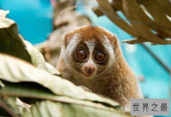 【图】世界惟逐一种毒猴蜂猴，长相萌萌哒却无奈成为