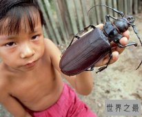 【图】关于虫子的8个世界之最，最大的甲虫比手掌还大