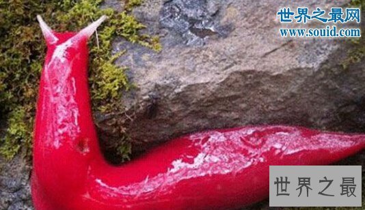 【图】关于虫子的8个世界之最，最大的甲虫比手掌还大