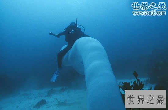 【图】关于虫子的8个世界之最，最大的甲虫比手掌还大