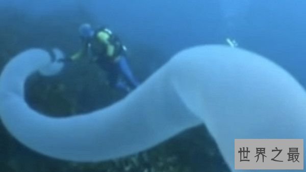 【图】关于虫子的8个世界之最，最大的甲虫比手掌还大