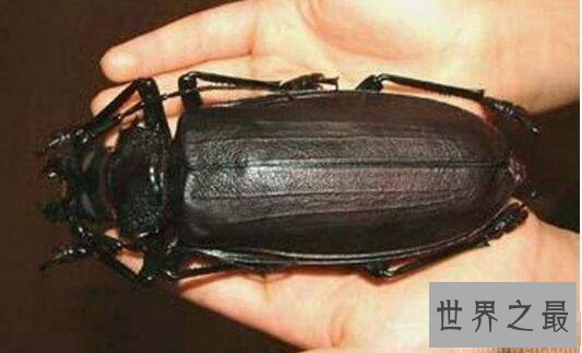 【图】关于虫子的8个世界之最，最大的甲虫比手掌还大