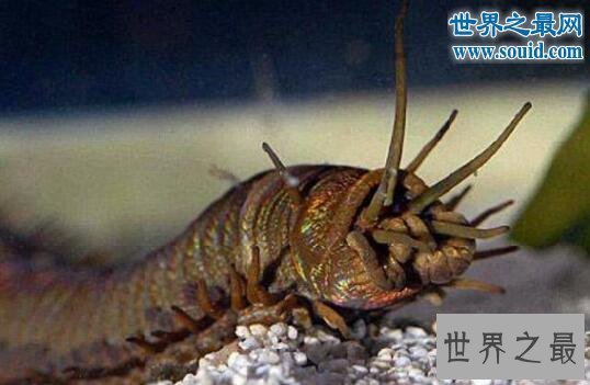 【图】关于虫子的8个世界之最，最大的甲虫比手掌还大