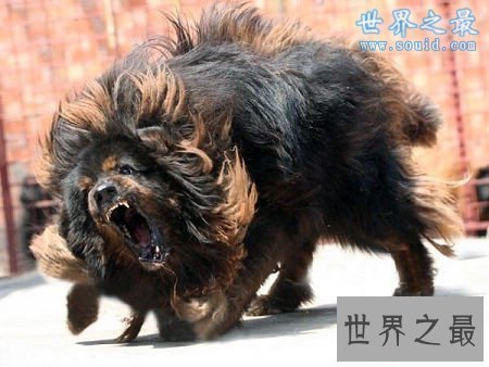 【图】关于狗的10个世界之最，最贵的狗1000万(纯红藏獒