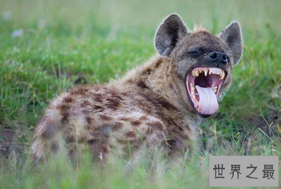 【图】关于狗的10个世界之最，最贵的狗1000万(纯红藏獒