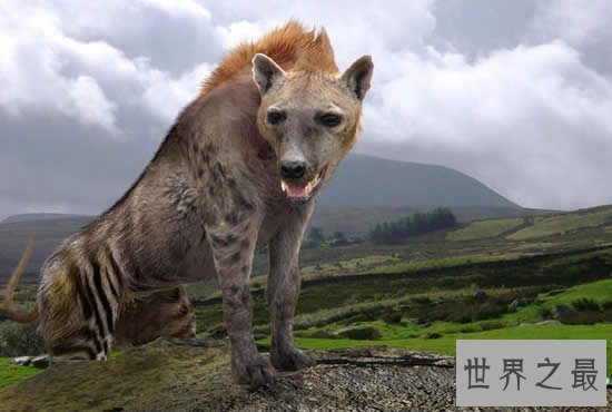 【图】关于狗的10个世界之最，最贵的狗1000万(纯红藏獒