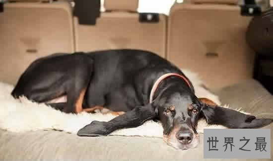 【图】关于狗的10个世界之最，最贵的狗1000万(纯红藏獒