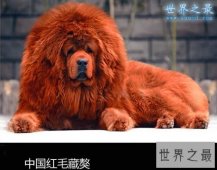 【图】关于狗的10个世界之最，最贵的狗1000万(纯红藏獒