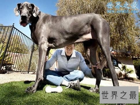 【图】关于狗的10个世界之最，最贵的狗1000万(纯红藏獒