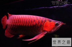 【图】关于鱼的十个世界之最，最贵的血红龙鱼值500万