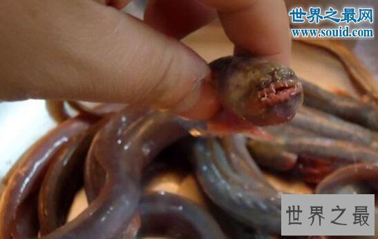 【图】关于鱼的十个世界之最，最贵的血红龙鱼值500万