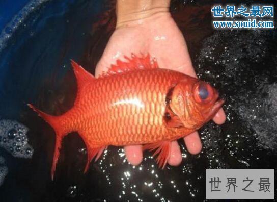 【图】关于鱼的十个世界之最，最贵的血红龙鱼值500万