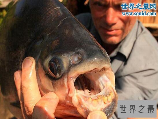 【图】关于鱼的十个世界之最，最贵的血红龙鱼值500万