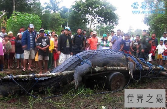 【图】世界上最大的龙虾，长1.2米重40斤的大龙虾(图片