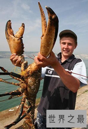 【图】世界上最大的龙虾，长1.2米重40斤的大龙虾(图片