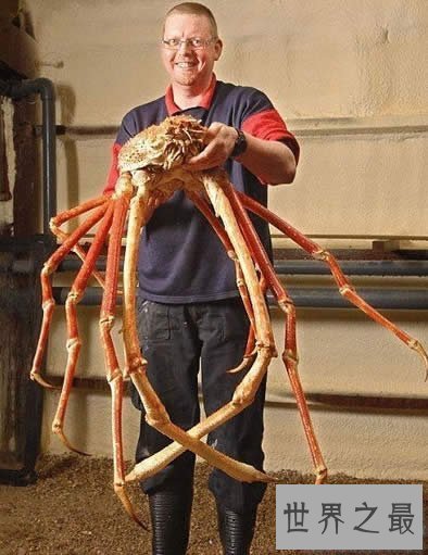 【图】世界上最大的龙虾，长1.2米重40斤的大龙虾(图片