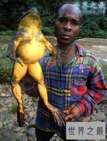 【图】世界上最大的龙虾，长1.2米重40斤的大龙虾(图片