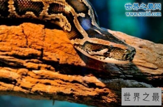 【图】关于蛇的10个世界之最，最毒的蛇一口咬死100人