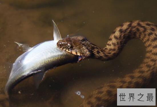 【图】关于蛇的10个世界之最，最毒的蛇一口咬死100人