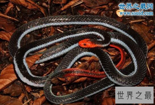 【图】关于蛇的10个世界之最，最毒的蛇一口咬死100人