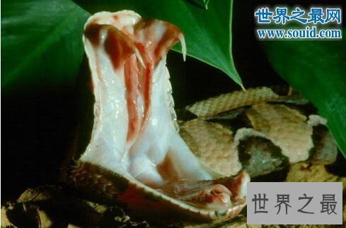 【图】关于蛇的10个世界之最，最毒的蛇一口咬死100人