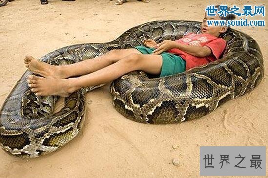 【图】关于蛇的10个世界之最，最毒的蛇一口咬死100人