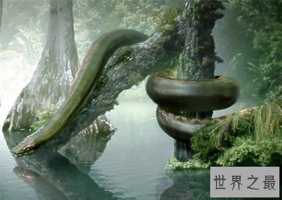 【图】关于蛇的10个世界之最，最毒的蛇一口咬死100人
