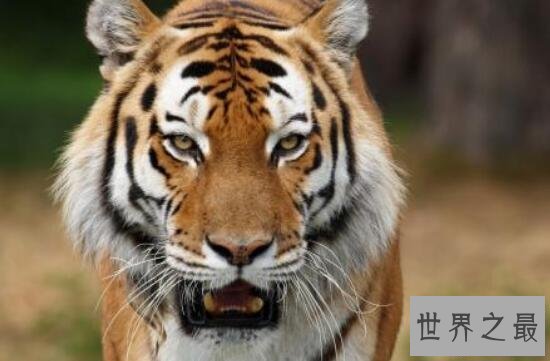 【图】世界上最大的老虎，西伯利亚虎(仅剩不到500只