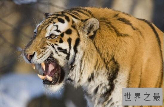 【图】世界上最大的老虎，西伯利亚虎(仅剩不到500只