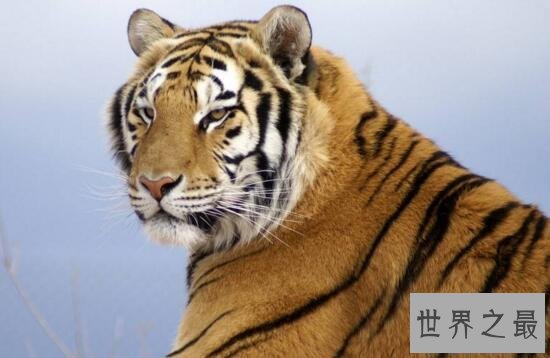 【图】世界上最大的老虎，西伯利亚虎(仅剩不到500只
