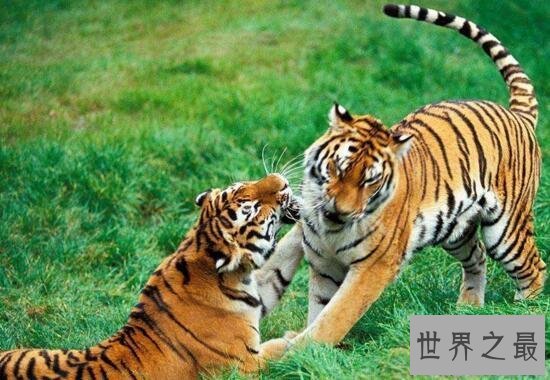 【图】世界上最大的老虎，西伯利亚虎(仅剩不到500只