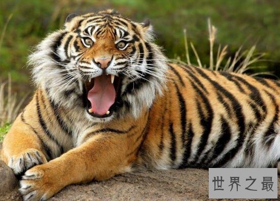 【图】世界上最大的老虎，西伯利亚虎(仅剩不到500只