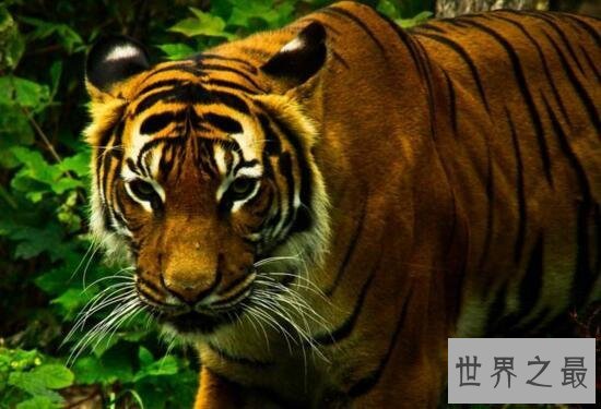 【图】世界上最大的老虎，西伯利亚虎(仅剩不到500只