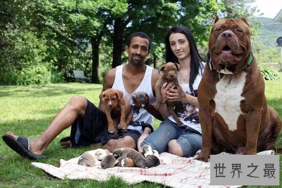 【图】世界最大斗牛犬，站起来比人还高重达79公斤